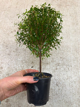 Load image into Gallery viewer, Myrtle Topiary Mini 4"