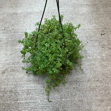 Pilea depressa 6