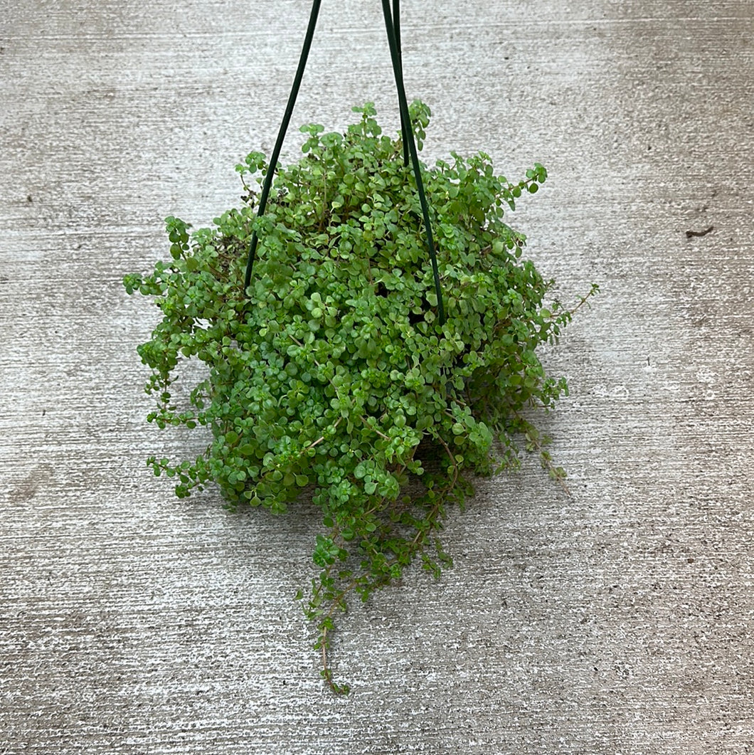 Pilea depressa 6