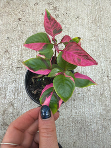Alternanthera ficoidea 'Party Time' 4