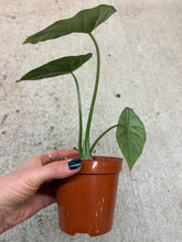 Load image into Gallery viewer, Alocasia Puncakborneensis 4"
