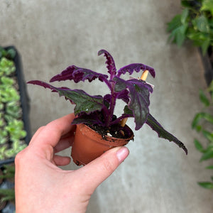 Gynura aurantiaca 2.25" - Purple Passion Plant