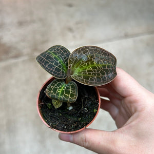 Macodes sanderiana 2" - Gold Dust Jewel Orchid