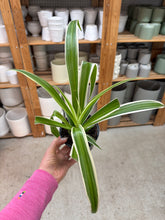 Load image into Gallery viewer, Chlorophytum cosmosum 'Ocean' 4" - Spider Plant