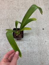 Load image into Gallery viewer, Oncidiopsis Celtic Sun x Burgundian Bizarro 4"