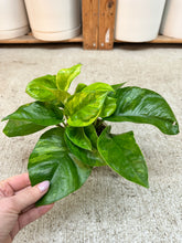 Load image into Gallery viewer, Epipremnum Monet Sol 4" - Pothos
