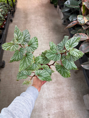 Begonia 'Snow Capped' 4