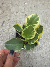 Load image into Gallery viewer, Peperomia Obtusifolia 4"