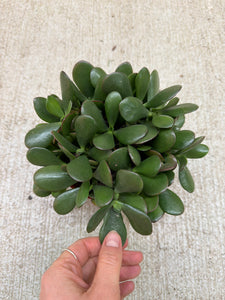 jade crosby plant Crassula o. 'Crosby' 4"