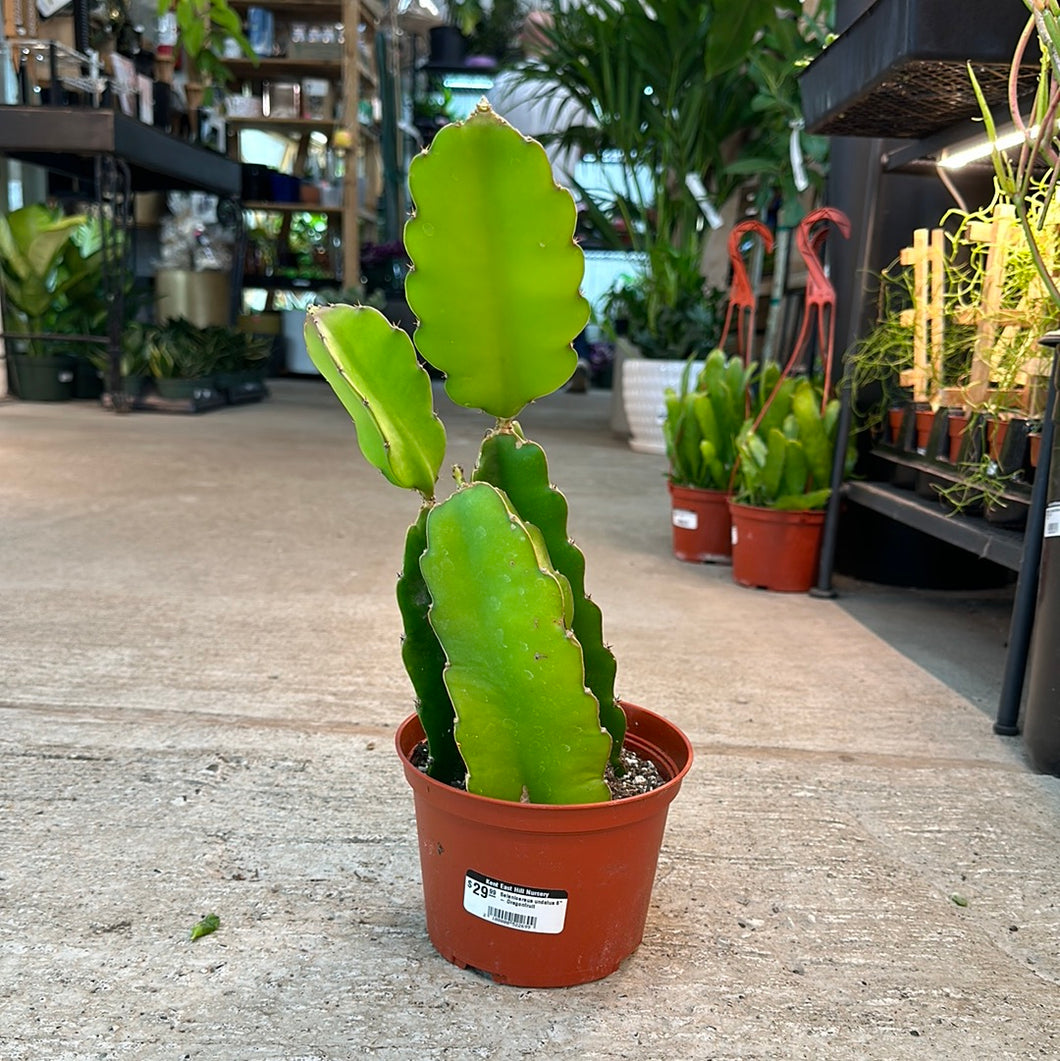 Selenicereus undatus 6
