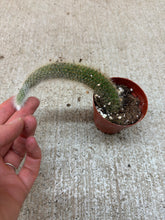 Load image into Gallery viewer, Cleistocactus winteri ssp. colademononis  3" - Monkey Tail Cactus