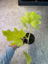 Load image into Gallery viewer, Philodendron Warscewiczii Aurea 4&quot;