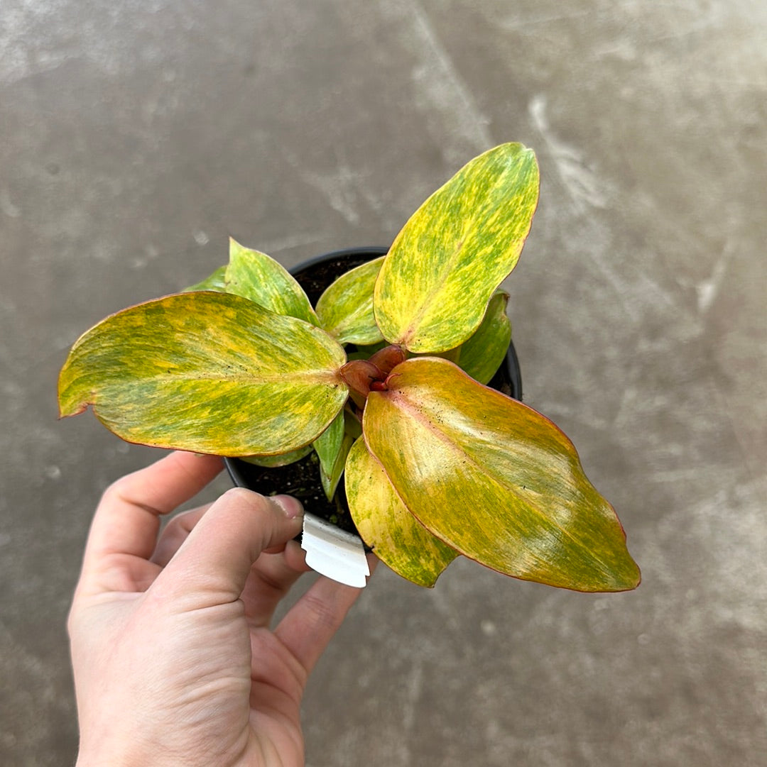 Philodendron Quad Color' 4" Kent East Hill Nursery
