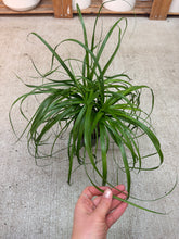 Load image into Gallery viewer, Beaucarnia sp. 6&quot; - Ponytail Palm