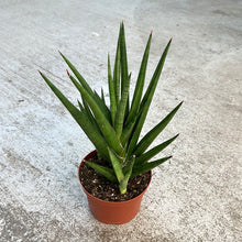 Load image into Gallery viewer, Sansevieria sp. Giga Spiky 6&quot;