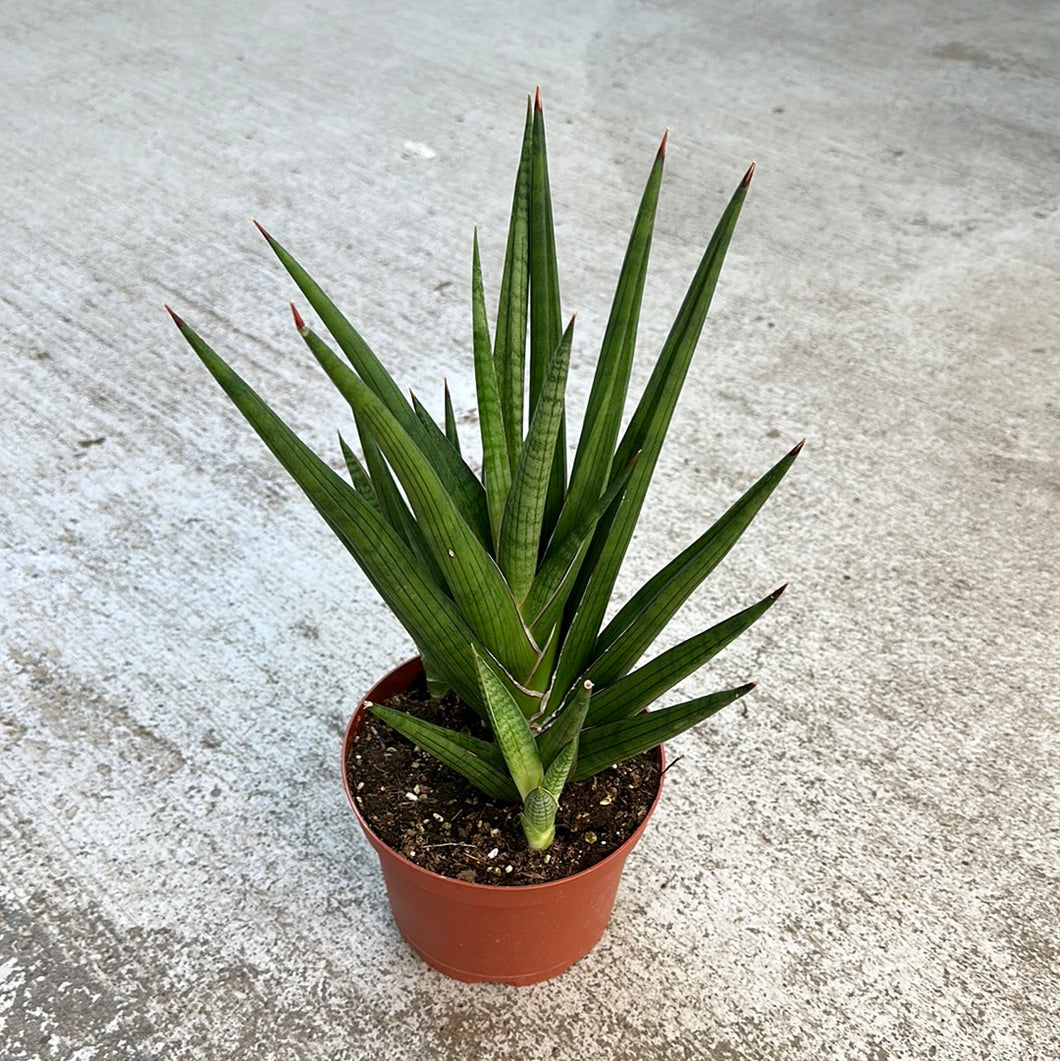 spiky house plant Sansevieria sp. Giga Spiky 6"