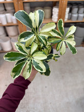 Load image into Gallery viewer, Schefflera Ivory  4" - Variegated Umbrella Plant