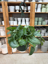 Load image into Gallery viewer, Scindapsus sp. 8" HB - Satin Pothos