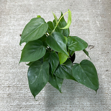 Philodendron cordatum 4