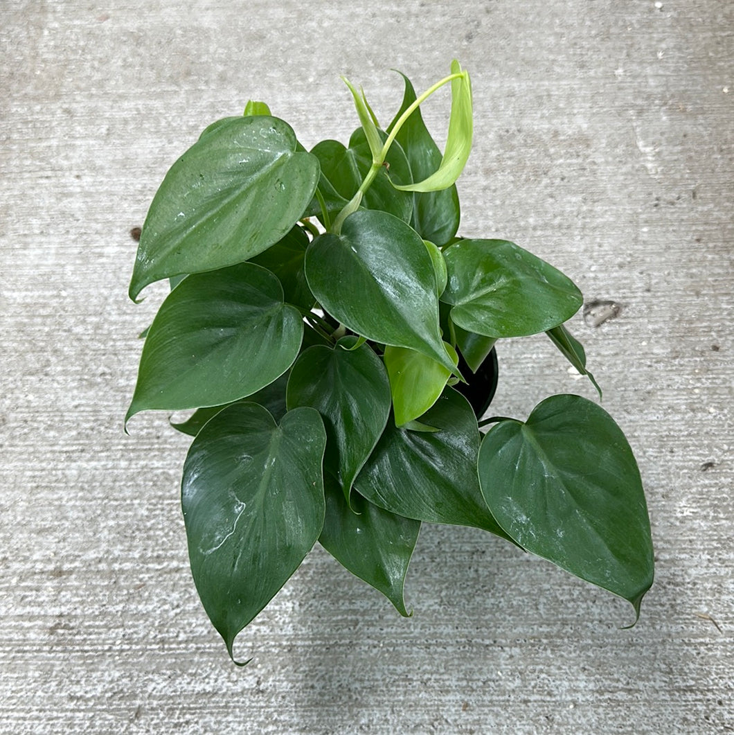 Philodendron hederaceum 4