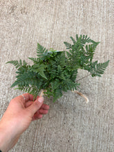 Load image into Gallery viewer, Davallia fejeensis 4&quot; - Rabbit Foot Fern