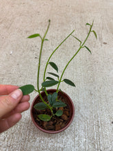 Load image into Gallery viewer, Hoya lithophytica 4" - Wax Plant