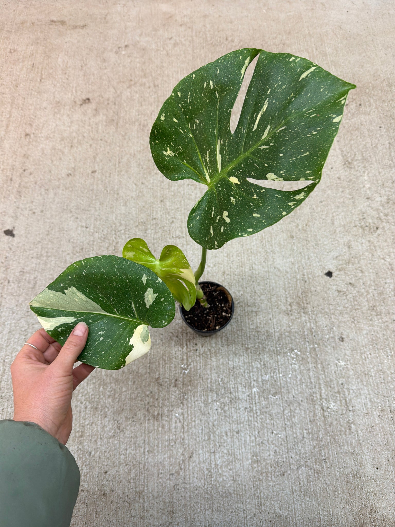 monstera deliciosa constellation for sale Monstera deliciosa Thai Constellation 4" – Kent East Hill Nursery