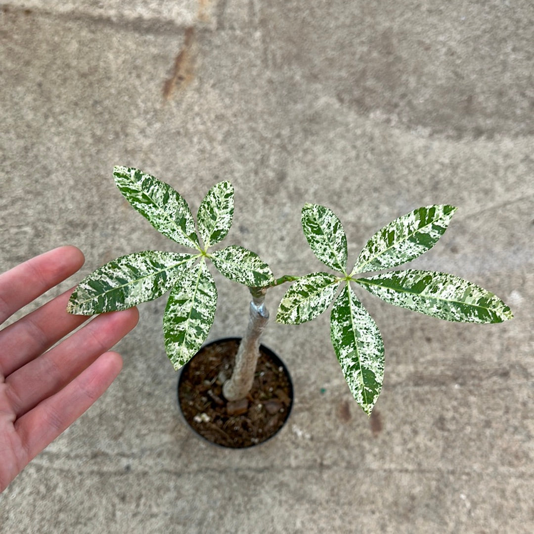 pictures of money trees Pachira aquatica variegata 4"
