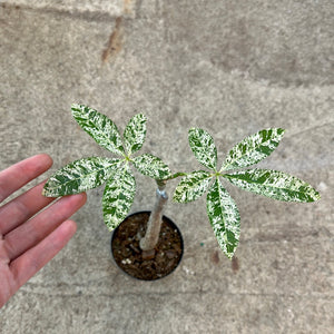 money tree kent Pachira aquatica variegata 4"