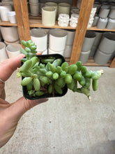 Load image into Gallery viewer, Sedum morganianum (Burrito) 2"