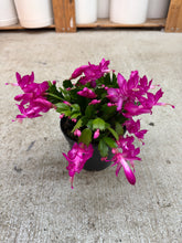Load image into Gallery viewer, Schlumbergera sp. 6" - Holiday Cactus