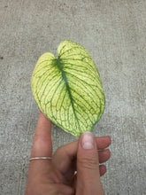 Load image into Gallery viewer, Monstera White Monster 4&quot;