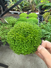 Load image into Gallery viewer, Selaginella sp. 4&quot; - Spikemoss