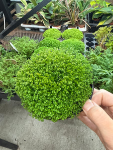 Selaginella sp. 4" - Spikemoss