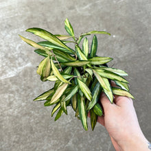 Load image into Gallery viewer, Hoya sp. Premium Variegated Wayetii 4&quot;
