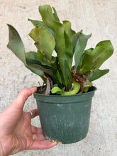 Load image into Gallery viewer, Platycerium sp. 6" - Staghorn Fern