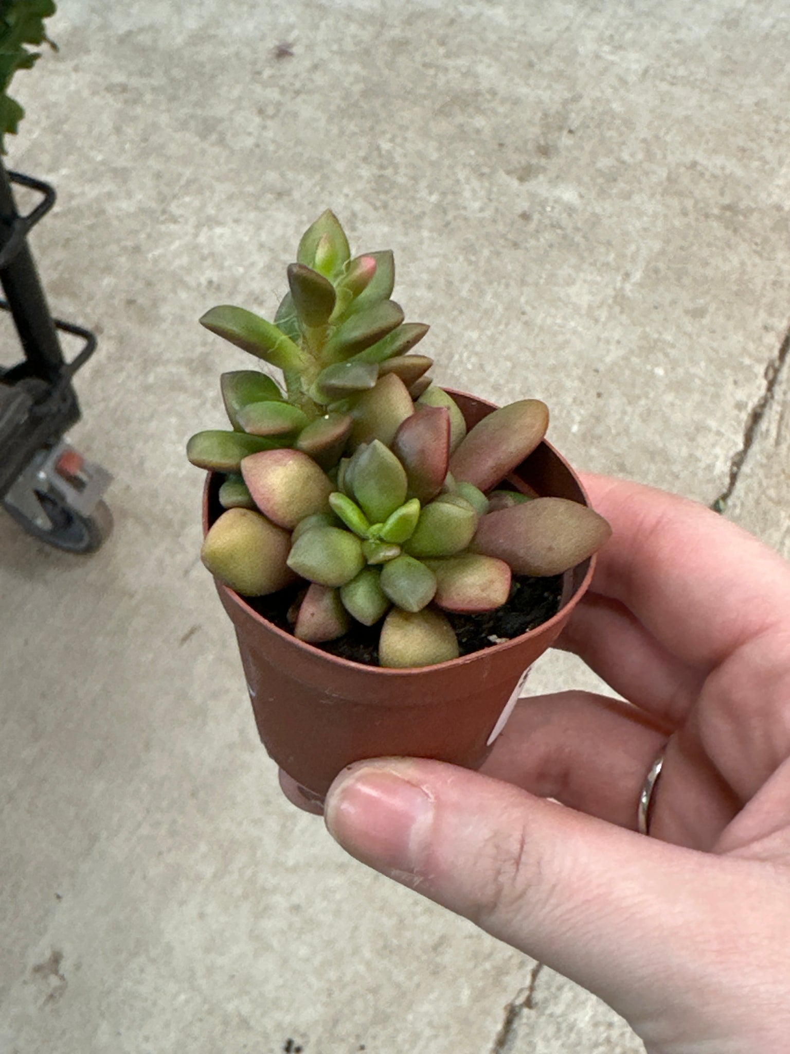 rainbow sand rose succulent Anacampseros rufescens variegata 2"