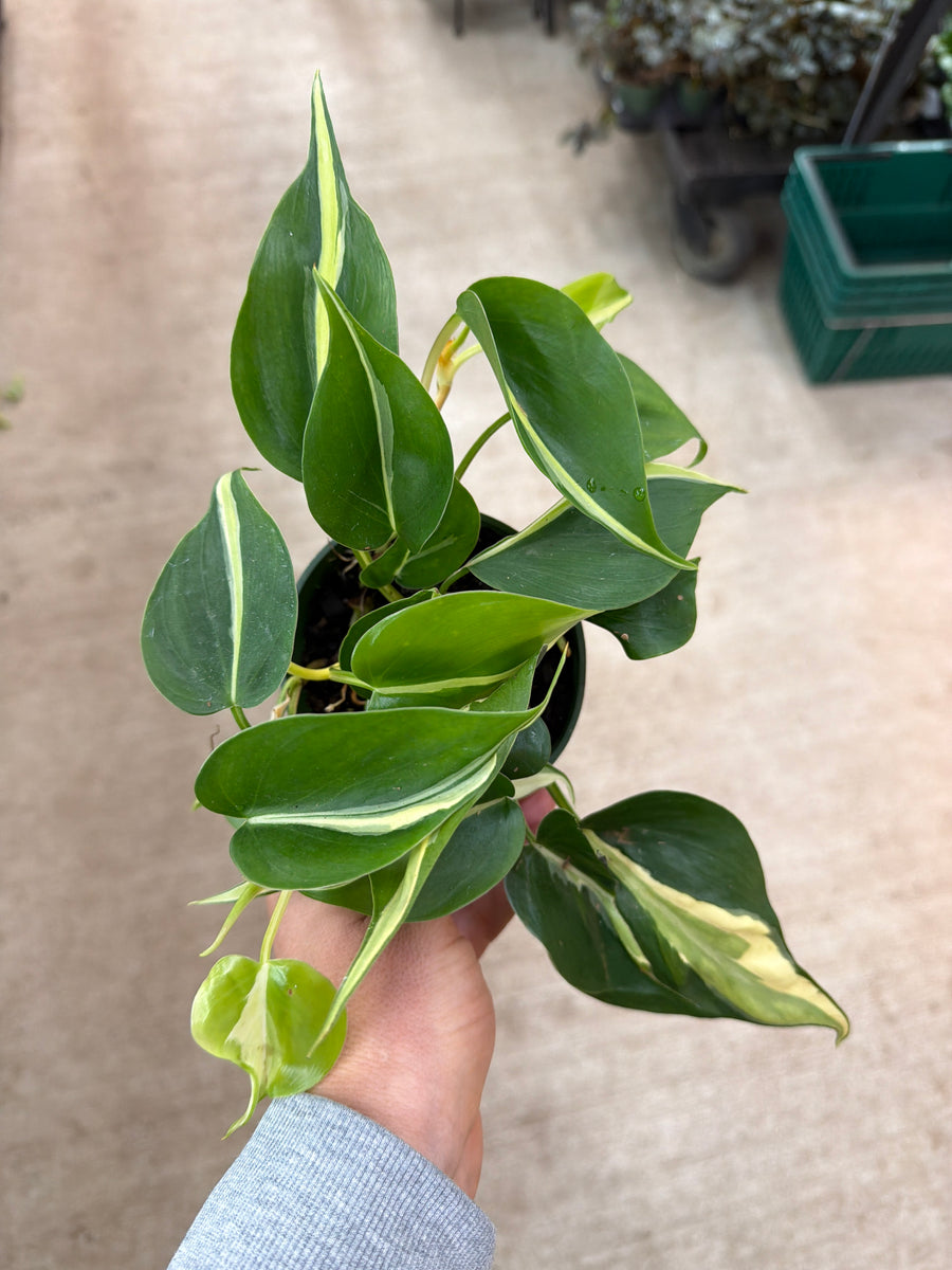 Philodendron Rio Rotten Philodendron Rio 4
