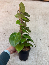 Load image into Gallery viewer, Hoya latifolia (sarawak) 4"