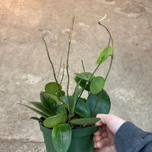 Load image into Gallery viewer, Hoya parasitica splash 6&quot; - Wax Plant