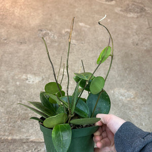 Hoya parasitica splash 6" - Wax Plant