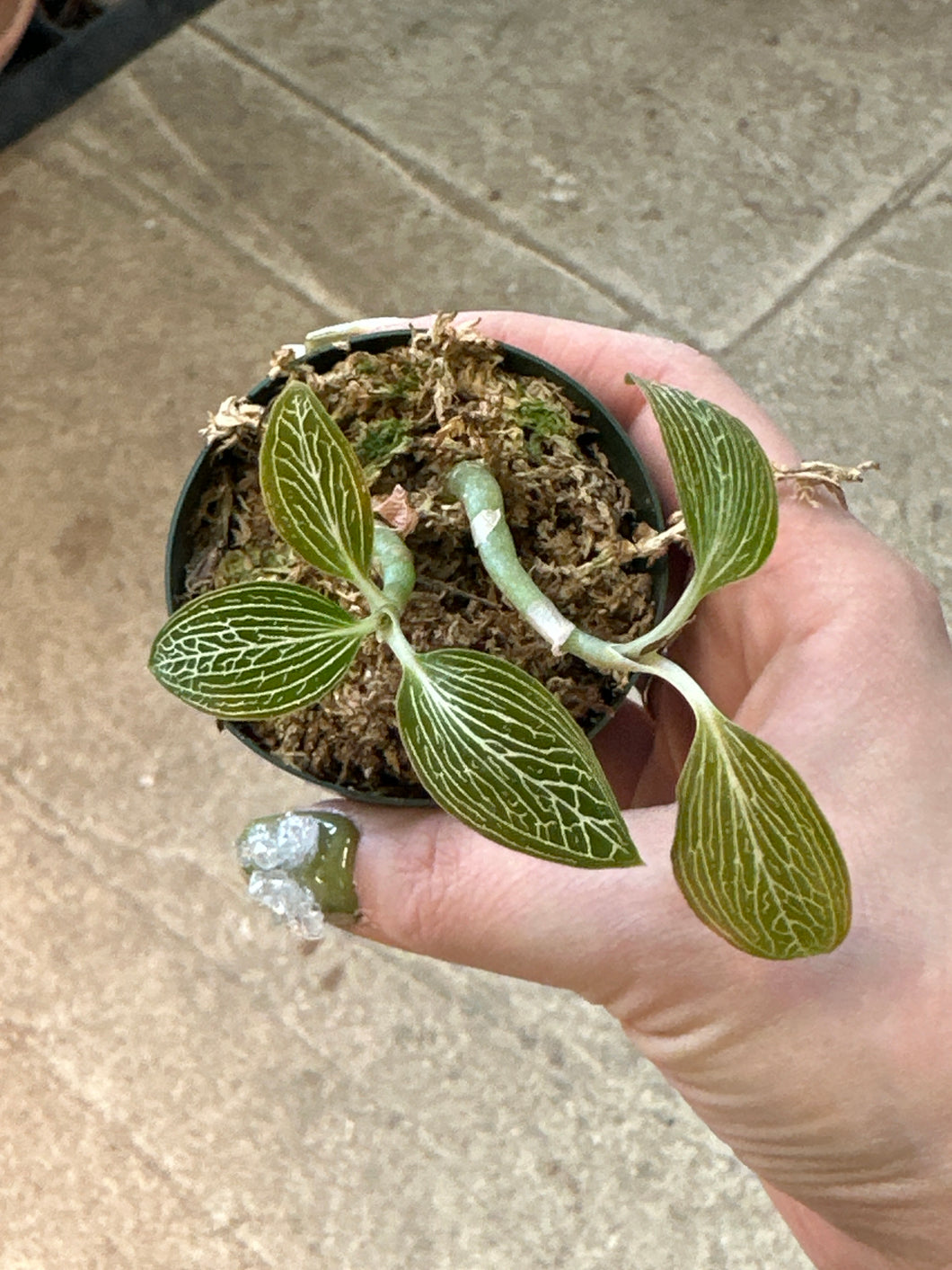 Ludisia discolor 'Alba' 2