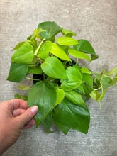Load image into Gallery viewer, Philodendron heder. aureum 6&quot; - Lemon Heartleaf Philodendron