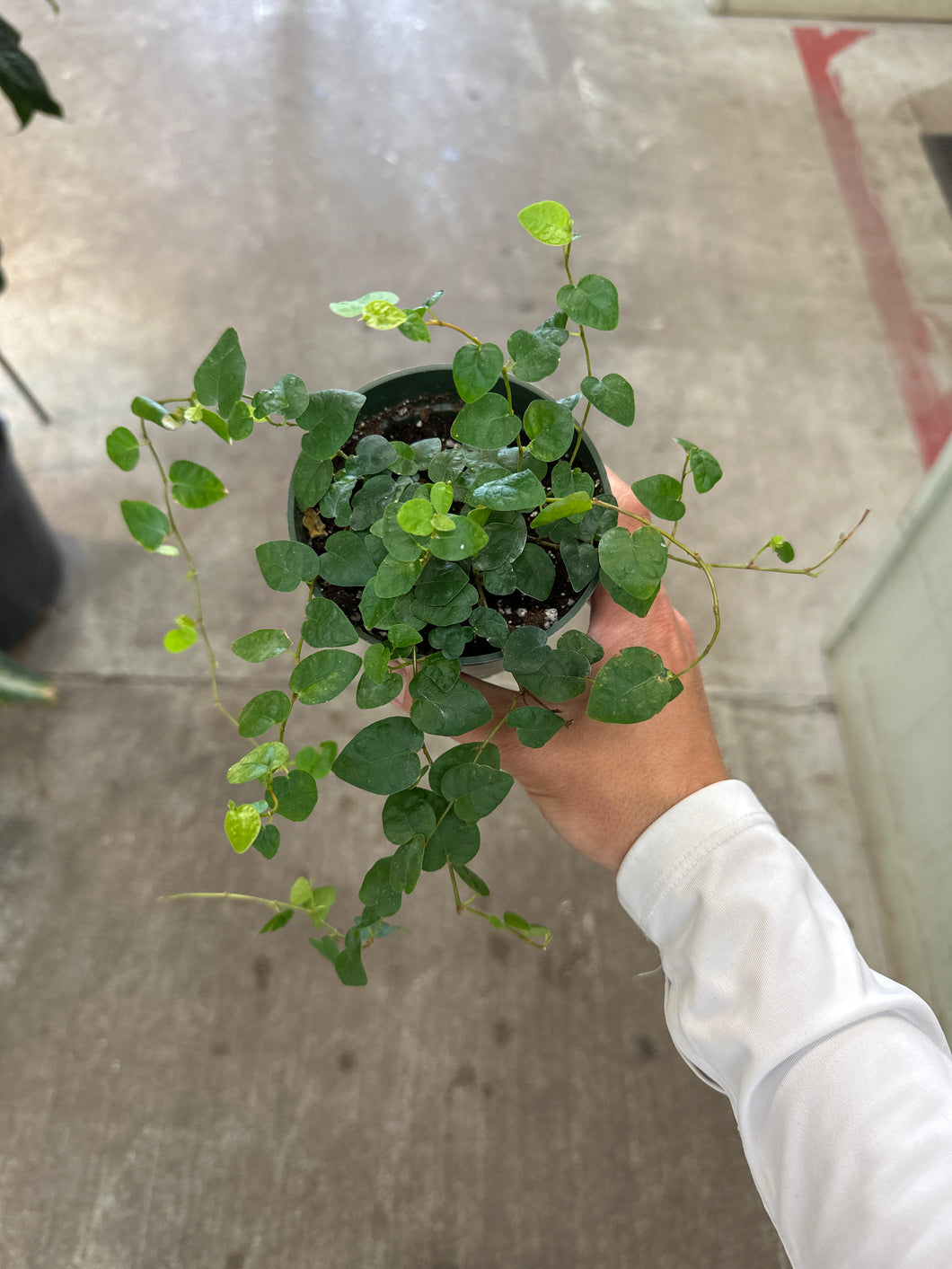 Ficus pumila 4