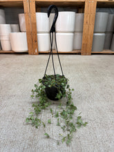 Load image into Gallery viewer, Ceropegia woodii 'String of Arrows' 6"
