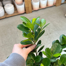 Load image into Gallery viewer, Ficus Moclame Braid 10&quot;