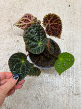 Load image into Gallery viewer, Begonia 'Ferox' 4"
