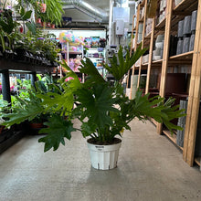 Load image into Gallery viewer, Philodendron &#39;Lickety Split&#39; 8&quot;