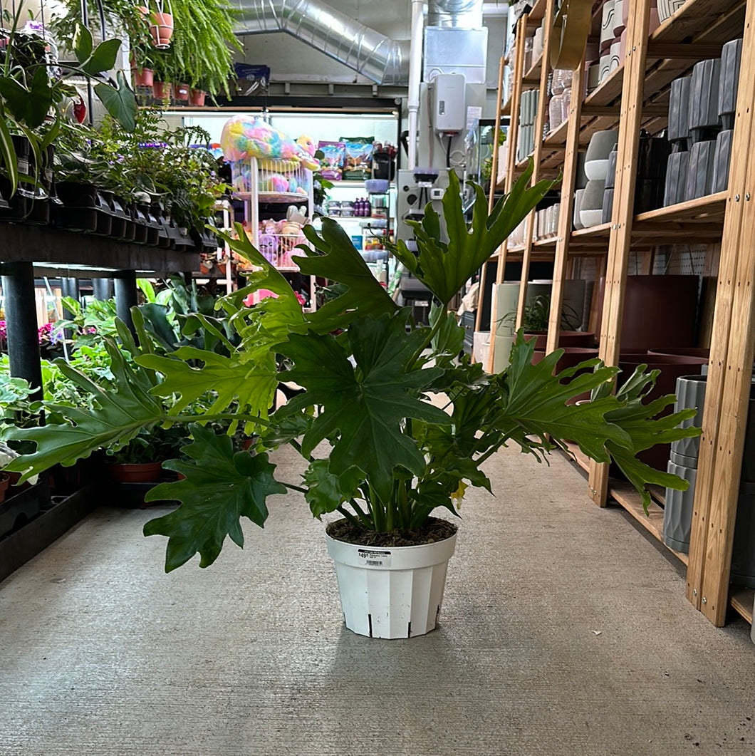 philodendron lickety split Philodendron 'Lickety Split' 8" – Kent East Hill Nursery