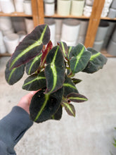 Load image into Gallery viewer, Begonia listada 4"